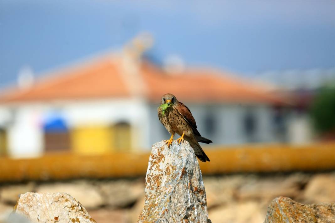 Konya’nın yırtıcı savaşçıları iş başında! Çiftçilerin doğal müttefiki 5